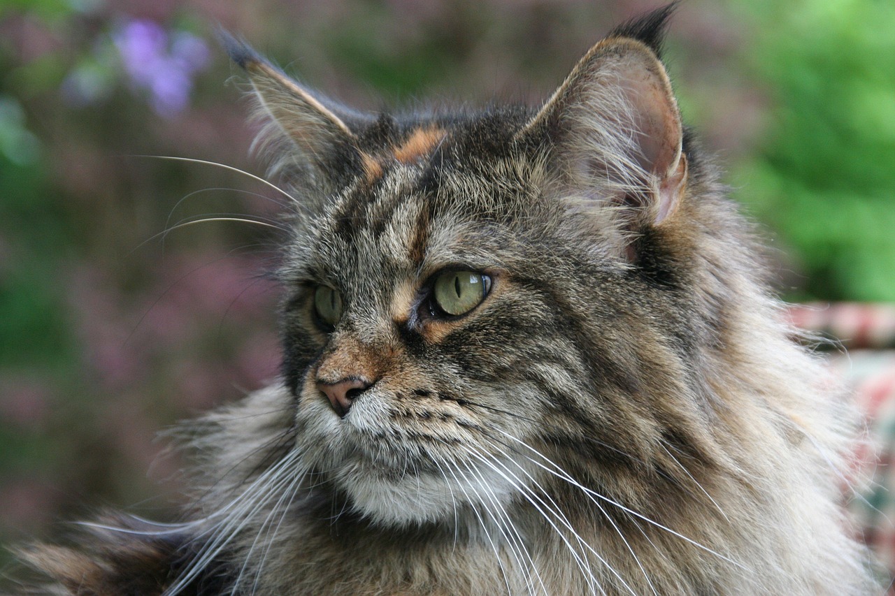 Why the Maine Coon Is a Great Family Cat